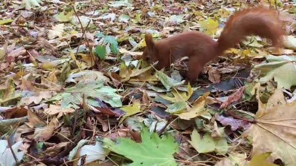 Rotes Eichhörnchen im Park — Stockvideo