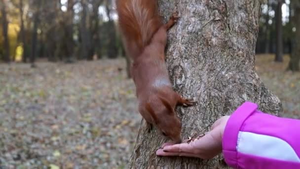 La ardilla tomó la nuez de su mano y bajó por el árbol . — Vídeos de Stock