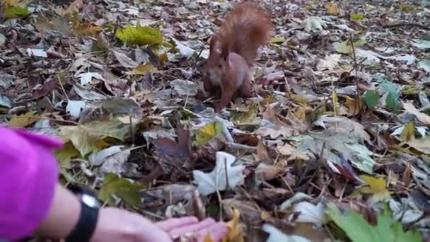 Um esquilo vermelho come as nozes com as mãos na floresta. Movimento lento . — Vídeo de Stock