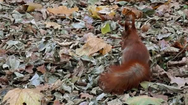 Esquilo vermelho na floresta esconde a porca entre as folhas . — Vídeo de Stock