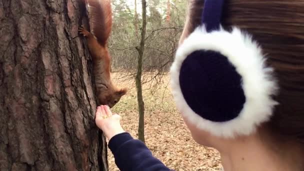 Rotes Eichhörnchen nimmt eine Nuss aus der Hand und isst sie dann am Baum hängend. — Stockvideo