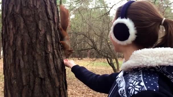 Rotes Eichhörnchen nimmt eine Nuss aus der Hand und isst sie dann am Baum hängend. — Stockvideo