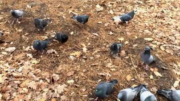 A group of pigeons looking for food. Slow motion. — Stock Video