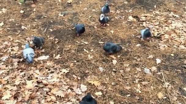 Un groupe de pigeons à la recherche de nourriture. Mouvement lent . — Video