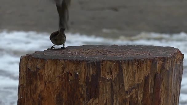 De zwarte hond achtervolgd twee mussen van stomp in slow motion. — Stockvideo