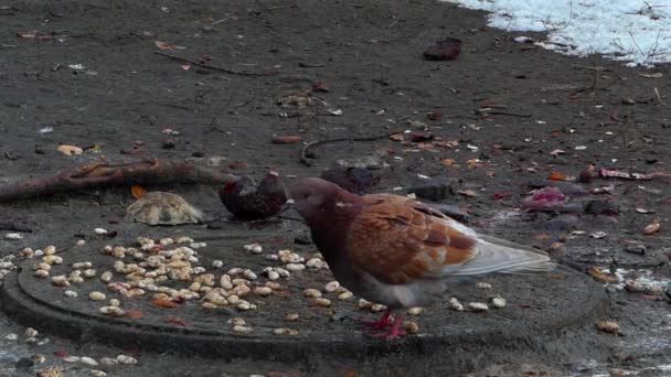 Duiven eten kruimels in de winter. Een duif bruin, een andere grijze. — Stockvideo
