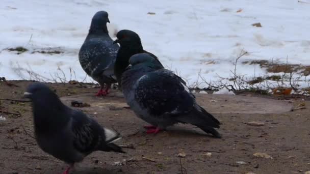 Un rebaño de palomas caminando por el suelo y uno se va al cielo . — Vídeos de Stock