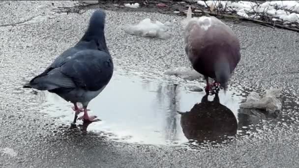 비둘기는 웅덩이에서 물을 마십니다. 겨울의 액션. — 비디오