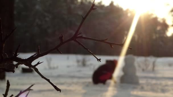 La chica hace muñeco de nieve en invierno en el bosque. Fuera de foco . — Vídeo de stock