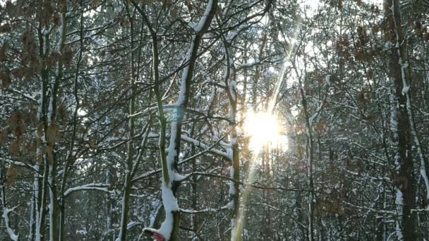 在乌克兰的冬天森林. — 图库视频影像