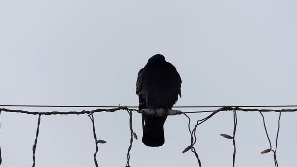 Самотній голуб сидить на дроті . — стокове відео