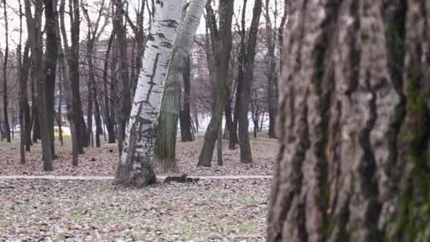 A rapariga de chapéu roxo na floresta a brincar às escondidas. Inverno . — Vídeo de Stock