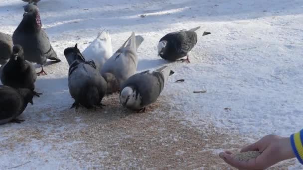 Kışın güvercinleri beslemeye çalışırken el. — Stok video