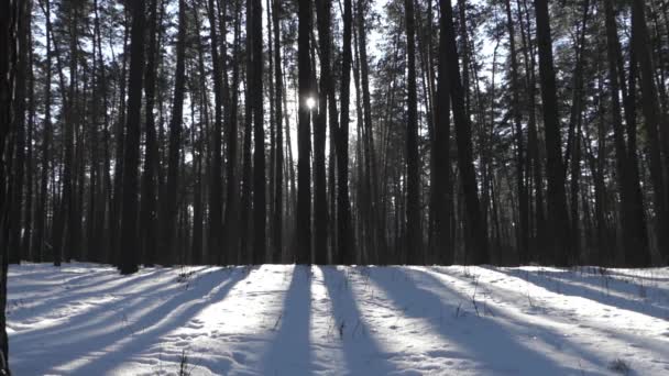 Solen i vinter skogen på snöiga väder. En underbar scen av vilda djur. — Stockvideo