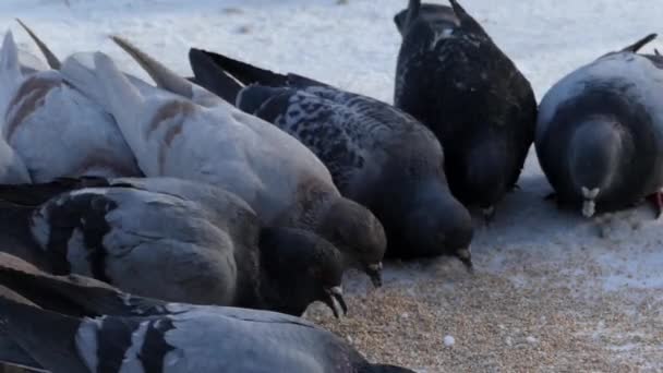 Beaucoup de pigeons gris mangent des céréales dehors en hiver . — Video