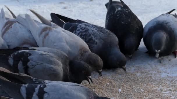 A lot of gray pigeons eat cereal outside in the winter. — Stock Video