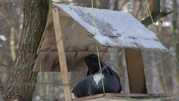 Trä feeder för fåglar med tak i skogen. Två duvor äta smulor. — Stockvideo