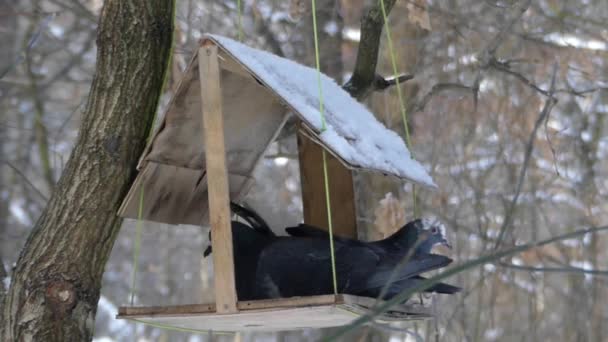 Comedero de madera para pájaros con techo en el bosque. Dos palomas comiendo migas . — Vídeos de Stock