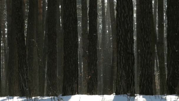 Solen i vinter skogen på snöiga väder. En underbar scen av vilda djur. — Stockvideo