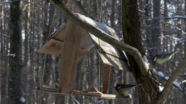 El titmouse voló en el comedero para pájaros y se come el grano en el invierno . — Vídeos de Stock