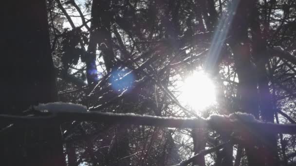 Solen i vinter skogen på snöiga väder. En underbar scen av vilda djur. — Stockvideo