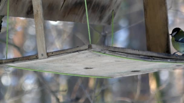 El titmouse voló en el comedero para pájaros y se come el grano en el invierno . — Vídeo de stock