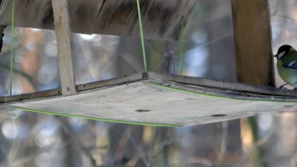 La mésange vole dans la mangeoire pour oiseaux et mange le grain en hiver . — Video