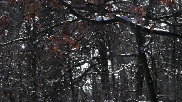 Le soleil dans la forêt d'hiver par temps neigeux. Une merveilleuse scène d'animaux sauvages . — Video