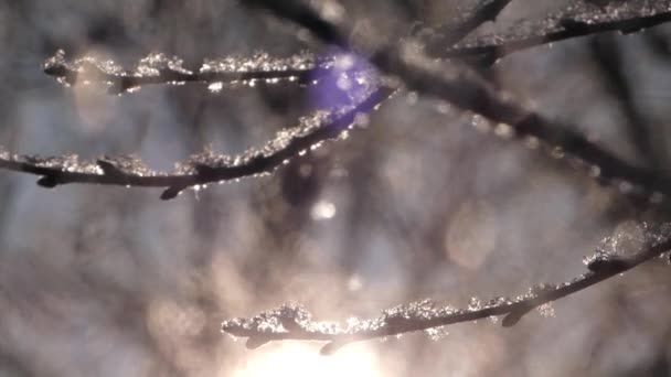 Twig arbre dans la glace en hiver. En arrière-plan la lumière du soleil . — Video