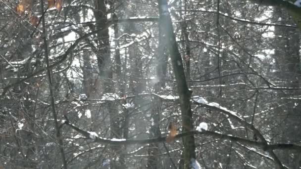 El sol en el bosque de invierno en el clima nevado. Una maravillosa escena de vida silvestre . — Vídeo de stock