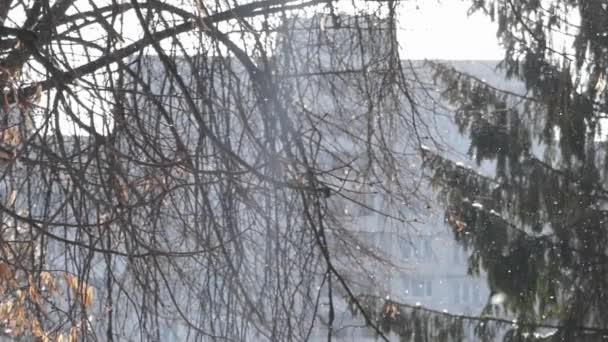 L'effet incroyable du temps neigeux en journée ensoleillée dans le parc . — Video