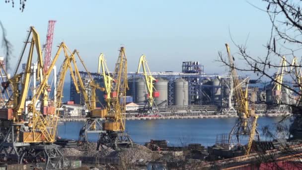 De grote kranen in de zeehaven in de achtergrond. In de voorgrond twijgen van boom. — Stockvideo