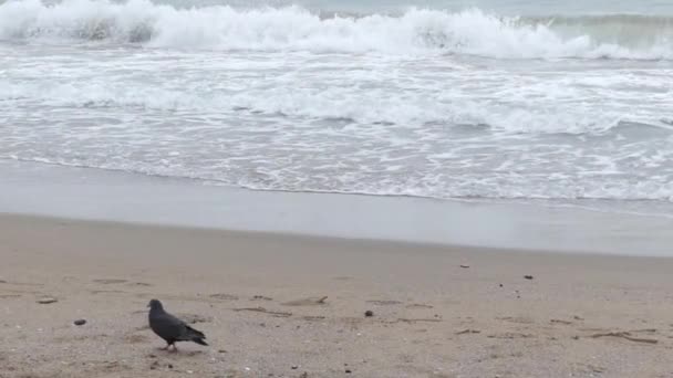 Gaviota sobre la marcha tratando de tragar un pedazo de pan . — Vídeo de stock