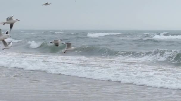 De kudde van meeuwen vliegen in de lucht in slow motion. — Stockvideo