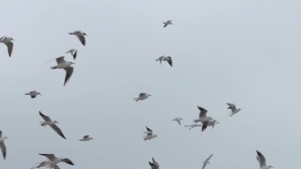 Ağır çekimde gökyüzünde uçan martıları sürüsü. — Stok video