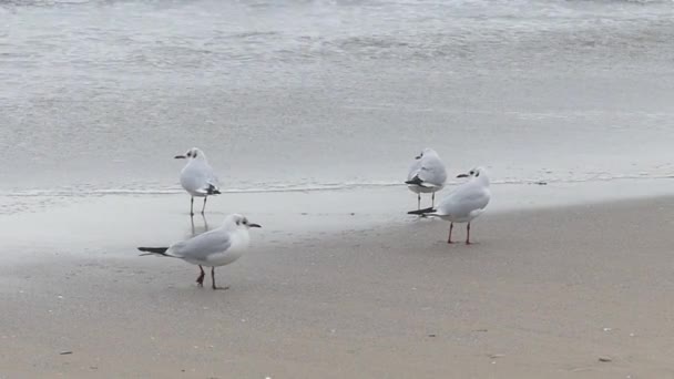 Una bandada de gaviotas de pie en la playa . — Vídeos de Stock
