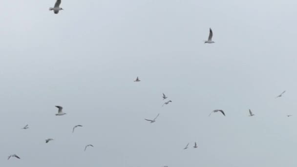 El rebaño de gaviotas volando en el cielo en cámara lenta . — Vídeo de stock