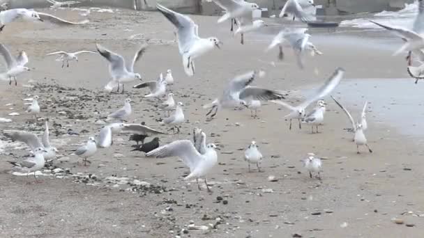 Egy flock a sirályok kenyeret evett a strandon. — Stock videók