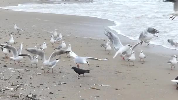 Um bando de gaivotas a comer pão na praia . — Vídeo de Stock