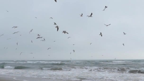 The flock of seagulls flying in the sky in slow motion. — Stock Video