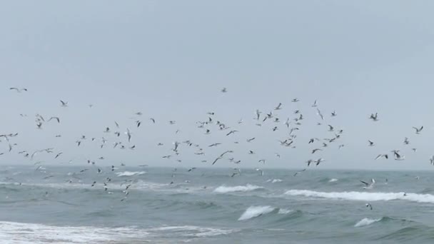 Flocken av måsarna flyger i himlen i slow motion. — Stockvideo