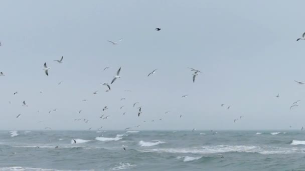 O rebanho de gaivotas voando no céu em câmera lenta . — Vídeo de Stock