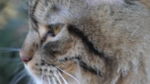 フォレストを山猫します。彼の顔の側面図. — ストック動画