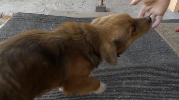 Mano acariciando el pequeño cachorro rojo . — Vídeos de Stock