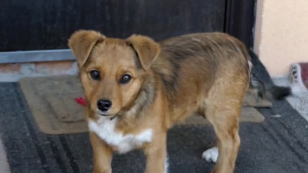 Un lindo perrito rojo se para y protege la puerta . — Vídeos de Stock