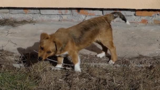 Um filhote de cachorro vermelho brincando na rua. Mastigar um galho de uma árvore . — Vídeo de Stock