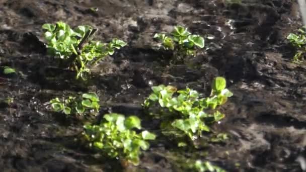 De bladeren van weinig planten die groeien in de grond in de buurt van een bos-stream. — Stockvideo