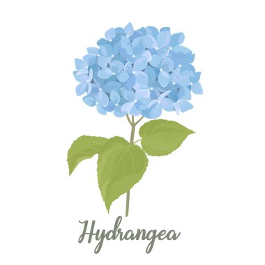 Hydrangea çiçek çizimi suluboya stilinde