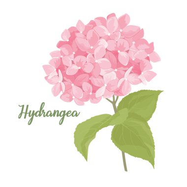 Hydrangea çiçek çizimi suluboya stilinde