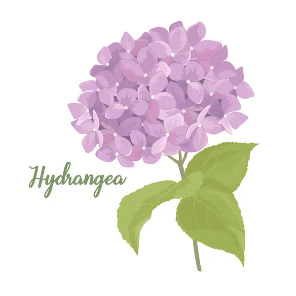 Hydrangea Flor Ilustração Estilo Aquarela — Vetor de Stock
